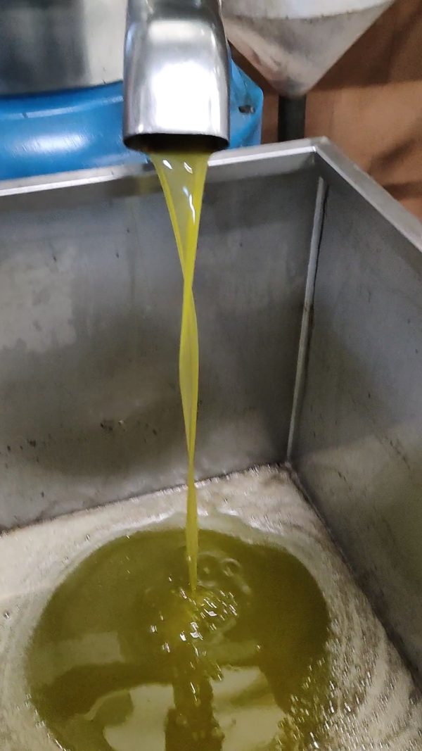 15 LITRI DI OGLIAROLA + 15 LITRI DI CORATINA - immagine 2